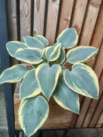/album/fotogalerie-nabidka/hosta-first-frost-jpg/